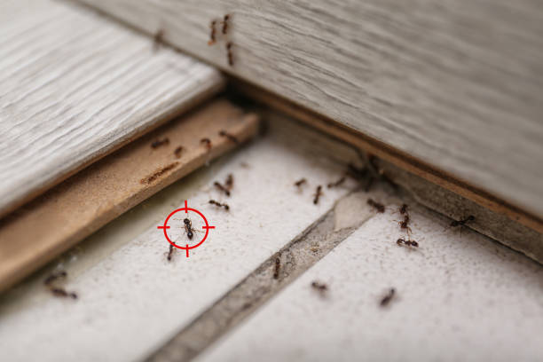 Best Ant Control Services  in Fairmont, MN