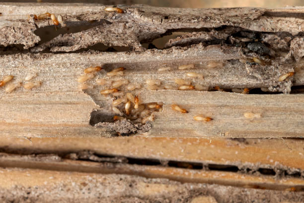 Best Cockroach Control Services  in Fairmont, MN